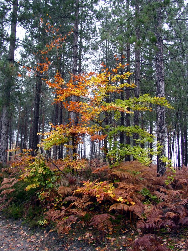 Champignons Le Mesle 03